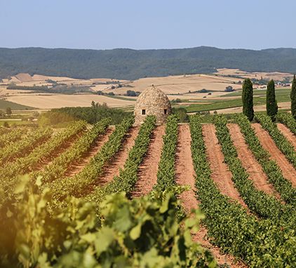 Ruta guardavinas bodegas david moreno valle de la lengua